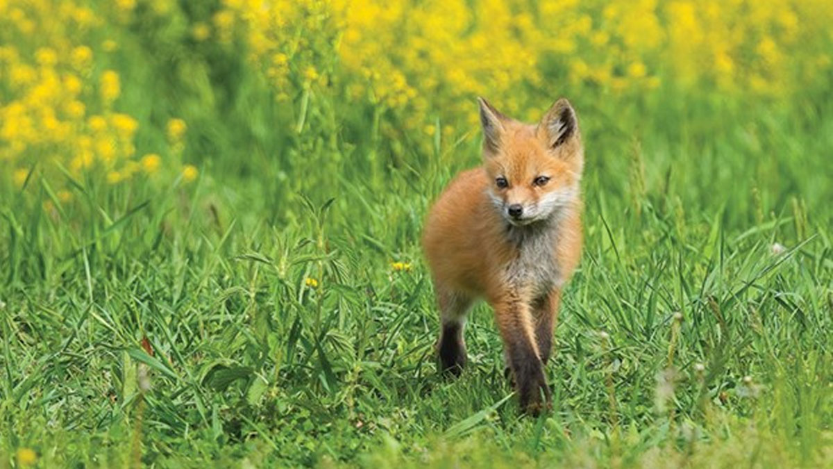 Newborn Animal Trivia: Earth Week at Dunn Museum in Libertyville